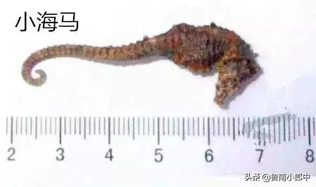 海马强肾丸厉害之处,海马搭配什么可散结清热