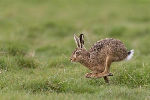 今年知了猴还能吃吗,野生动物保护法知了猴还能吃吗