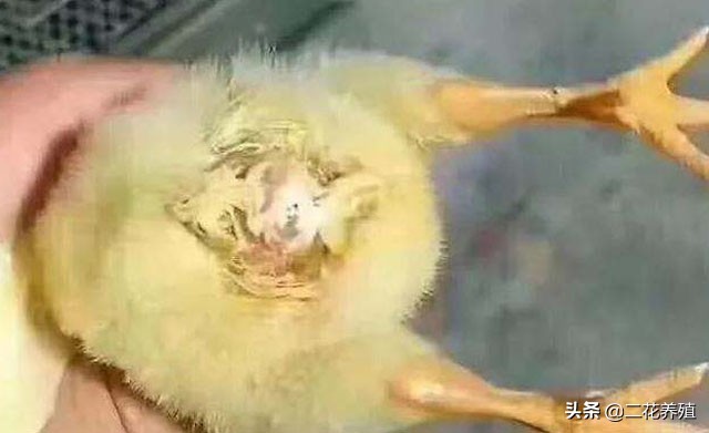 小鸡精神不振该怎么治,小鸡翅膀下垂精神萎靡用什么药