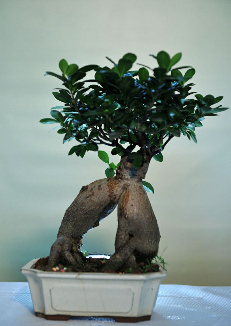 家里养人参榕树盆景好吗,人参榕盆景家里摆放位置