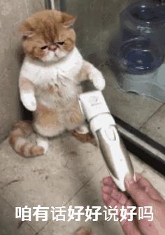 天气热怎么给猫散热,猫怕热怎么办最有效的方法