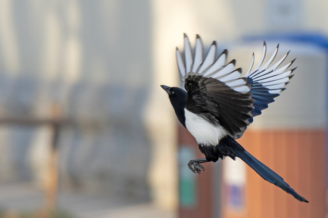 华为的供应链管理的成功之处,华为的难题解决了吗