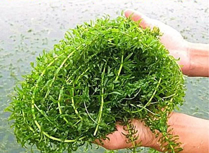 新手养鱼推荐混养品种,新手养鱼入门鱼种混养