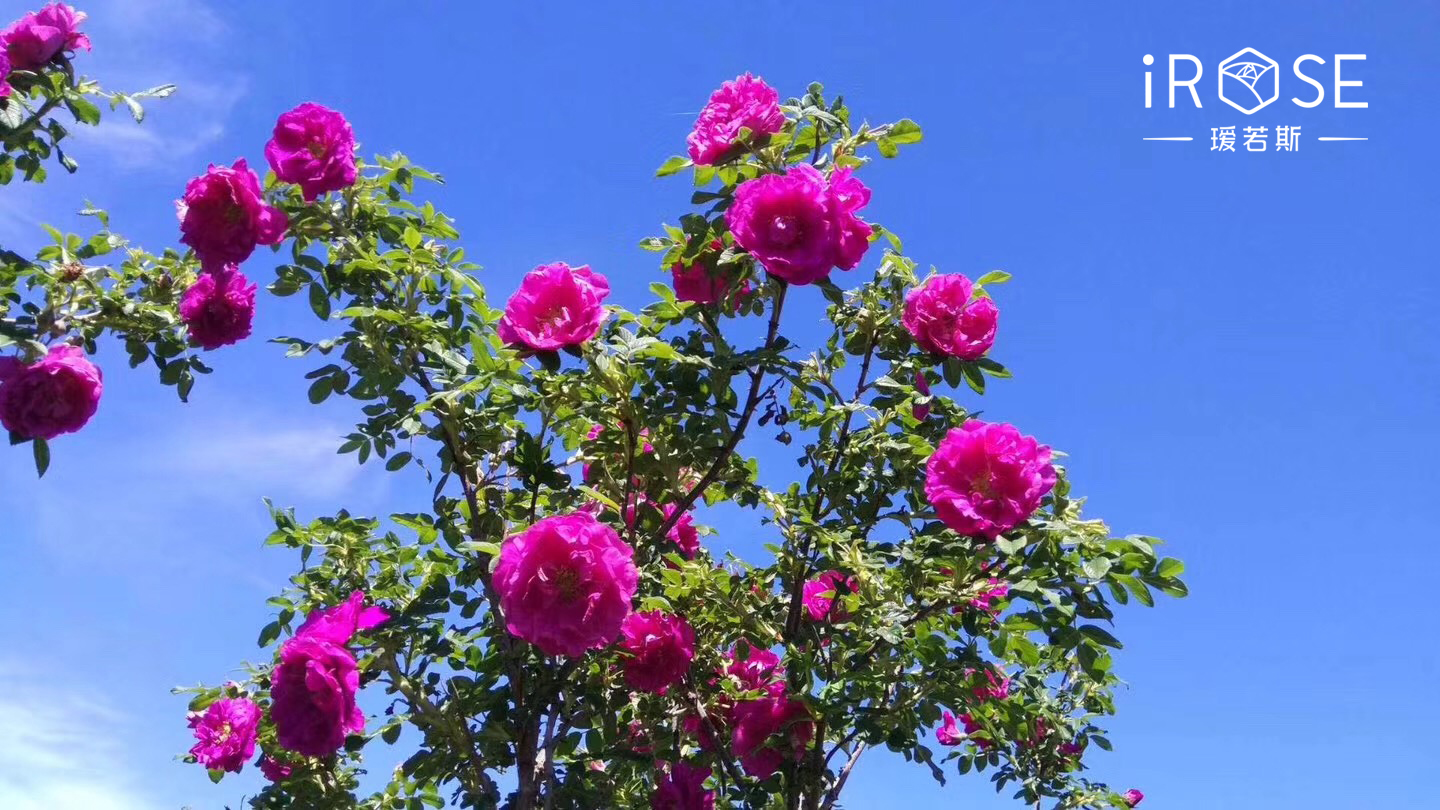 鐪熷亣鍏富浣犺兘鍒嗚鲸寰楀嚭鏉ュ悧,鑻卞浗濂崇帇鐜懓