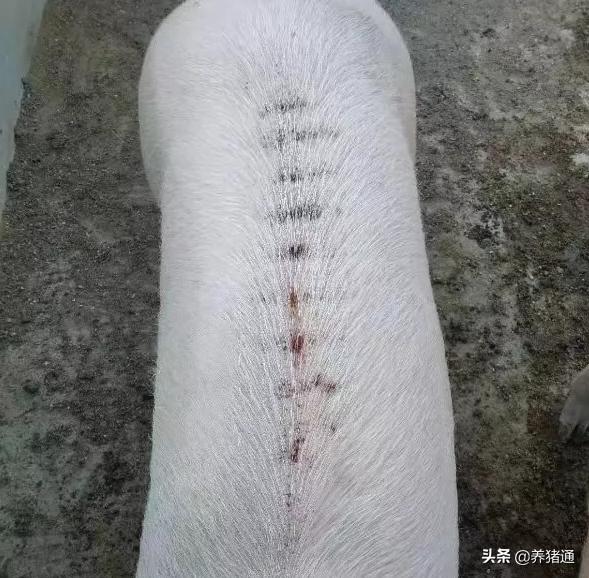 猪场常见问题,猪场的问题清单