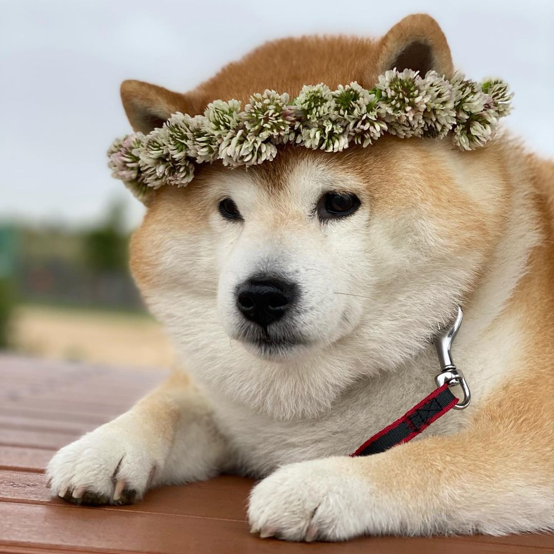 柴犬价格纯种柴犬多少钱一只,一线城市宠物店柴犬价格