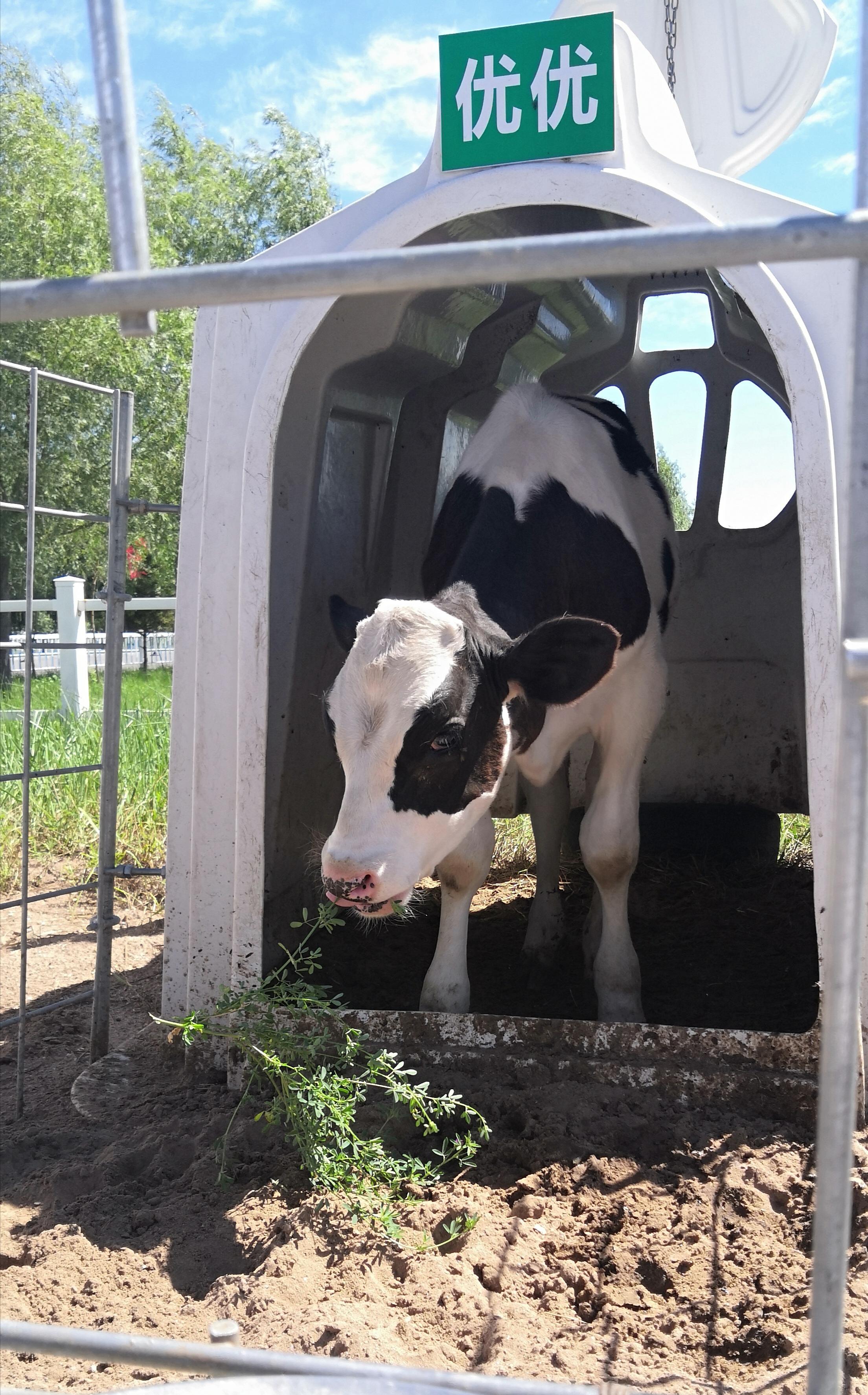 从养牛学问到奶产品，看伊利奶粉在国际奶粉圈里走出中国范儿