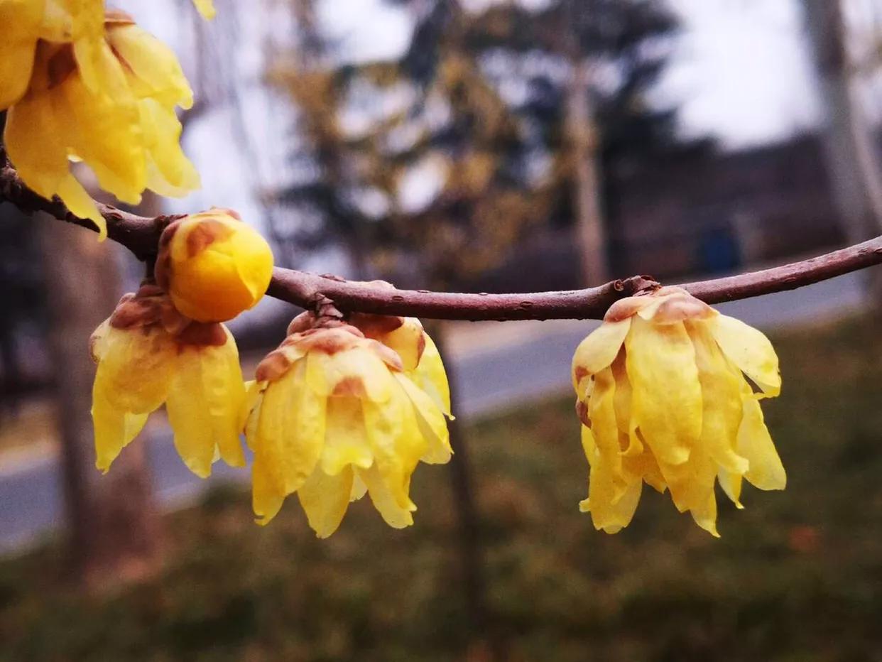 腊梅花开得正艳,腊梅满园盛开香气扑鼻