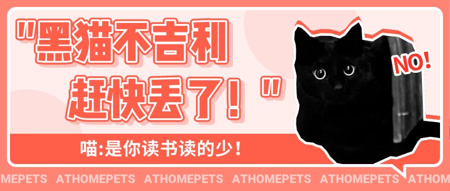 黑猫不吉利是谁说的,黑猫不吉利是真的吗