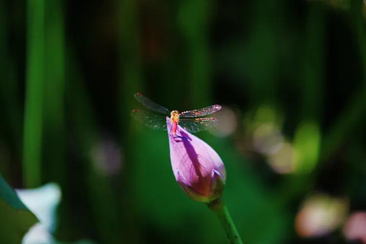 尼康入门单反,单反快速入门攻略