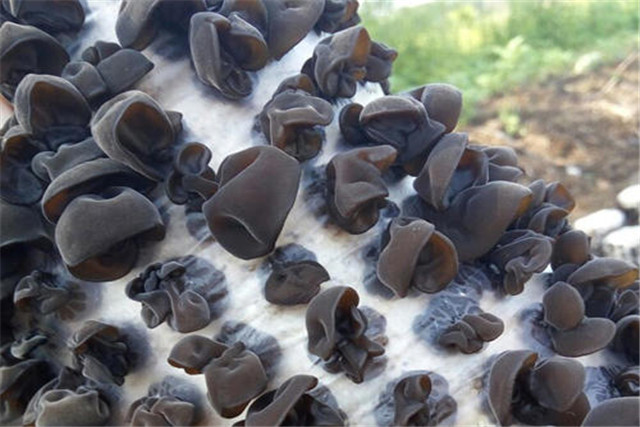 适合鲁北种植的黑木耳高产品种,黑木耳露地栽培技术工艺与管理