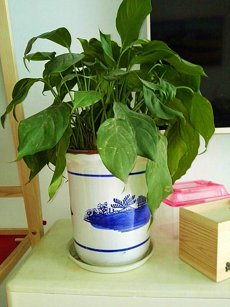 传统万年青的养殖方法,万年青怎么养才茂盛