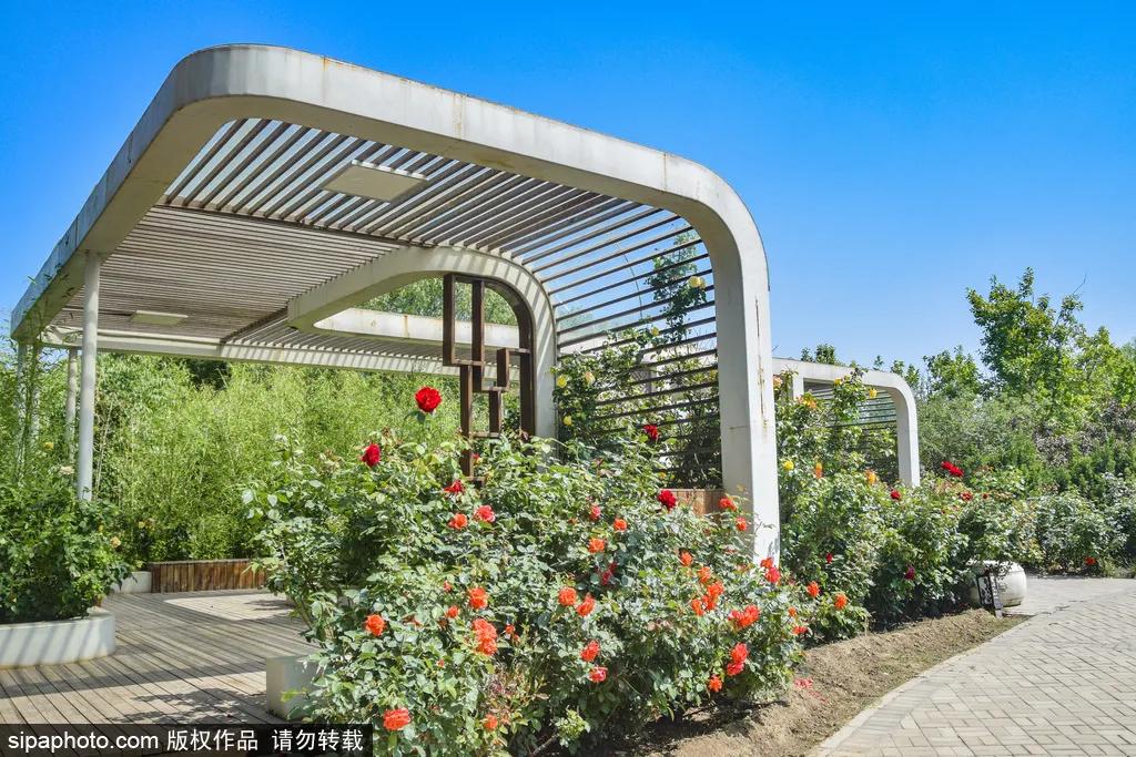 全球最美十大花海美到令人心醉,全球最漂亮花海