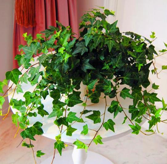 卫生间清洁除臭杀菌,卫生间空气不好养什么植物