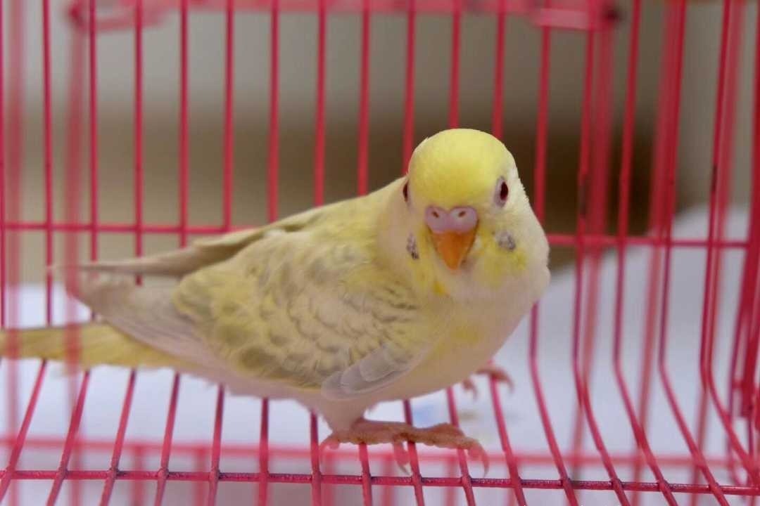 虎皮鹦鹉一共几种颜色,虎皮鹦鹉哪个品种最聪明