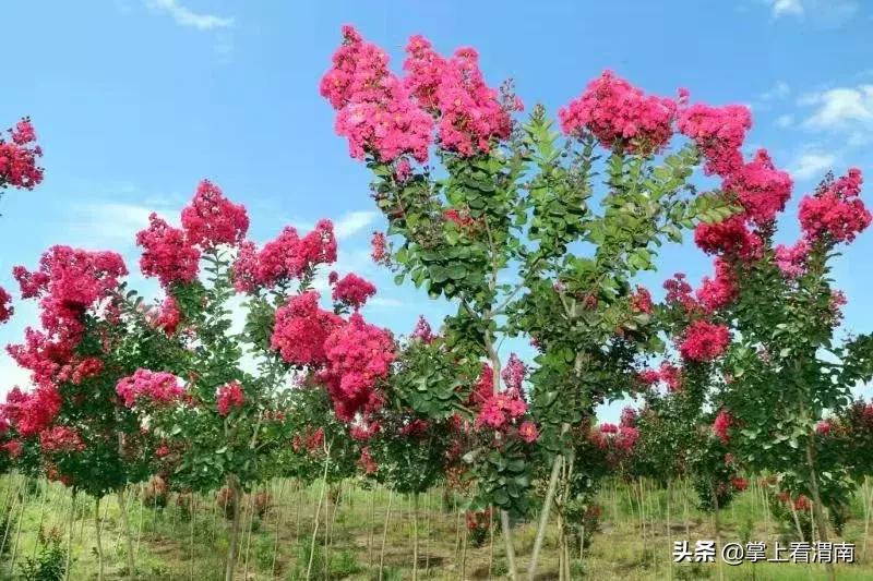 渭塘紫薇花开在哪里,渭南临渭区紫薇花开了
