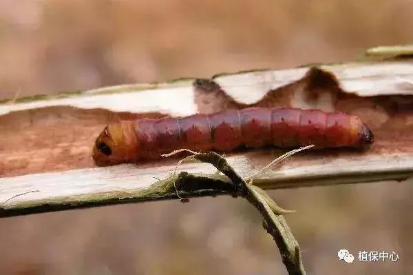 柑橘害虫最佳治疗方法,柑橘春季需要防治哪些害虫