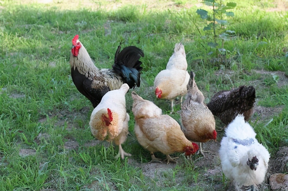 麻羽绿壳蛋鸡是杂交出来的吗,绿壳蛋鸡一个月的生长过程