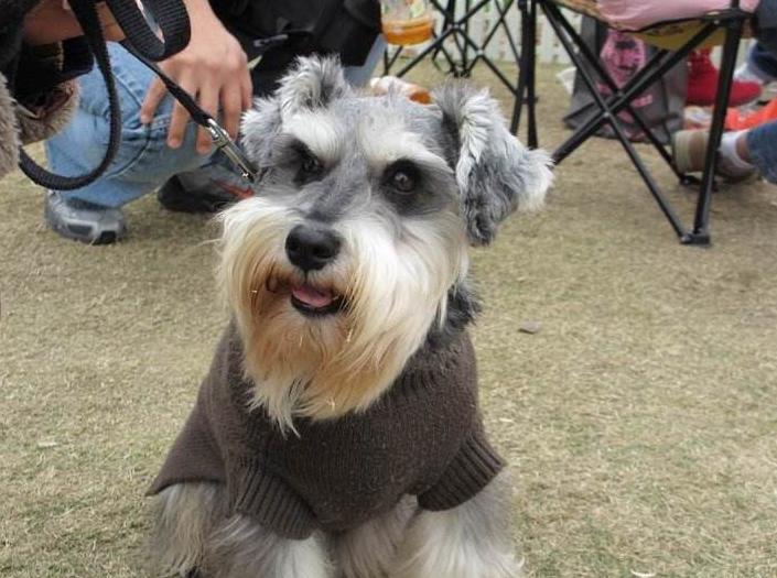 三个月雪纳瑞吃了水果拉稀怎么办,雪纳瑞拉稀像泥浆很臭怎么回事