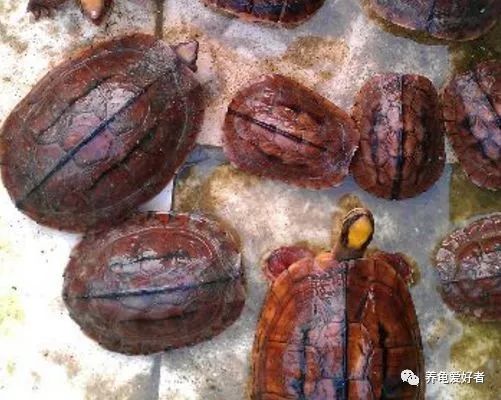 为什么养龟多年却不长大,养龟知识100条解决养龟常见问题