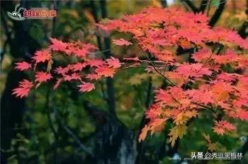 山海经中的扶桑与青铜神树,山海经扶桑树是史前文明