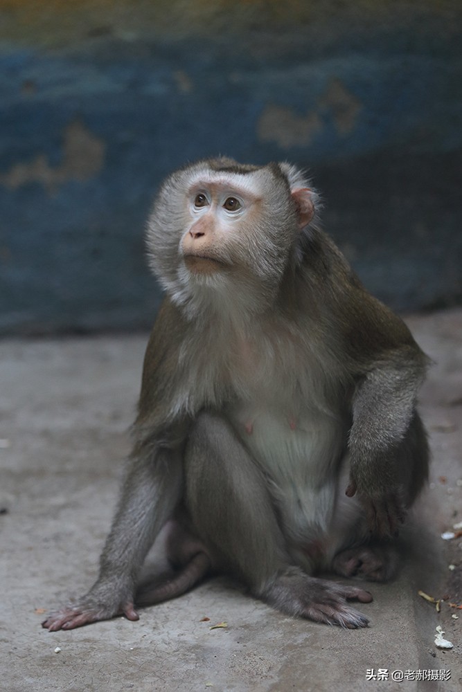 大师兄的亲戚—猪猴