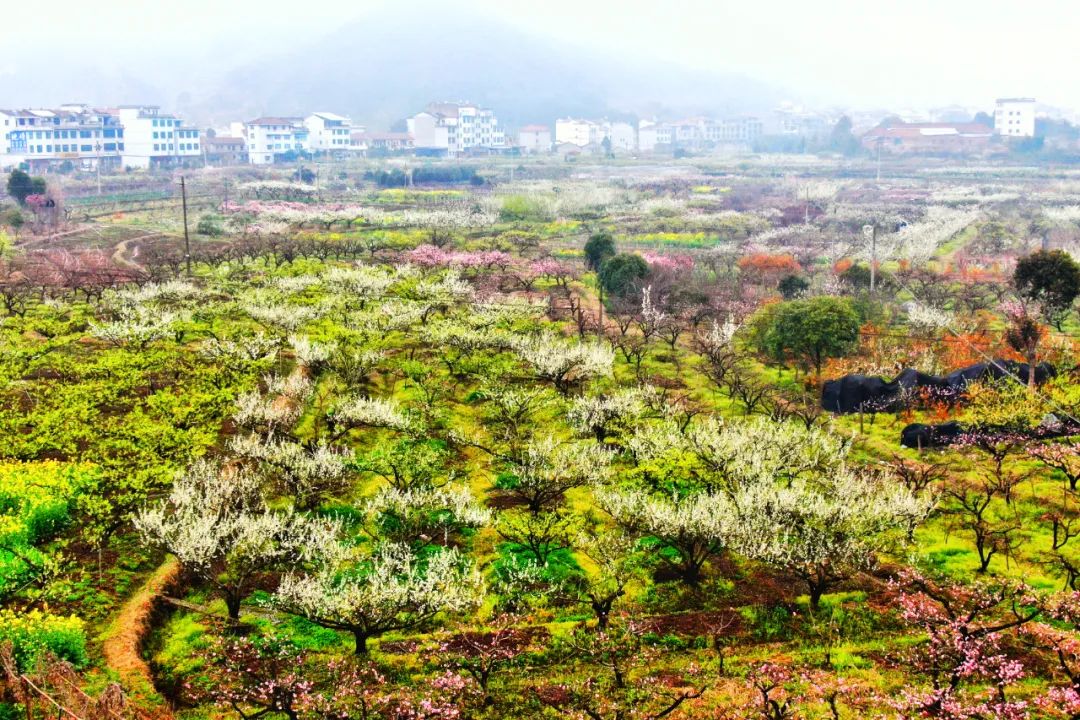 油菜花樱花桃花最受游客关注,春天必打卡的桃花樱花海棠花胜地