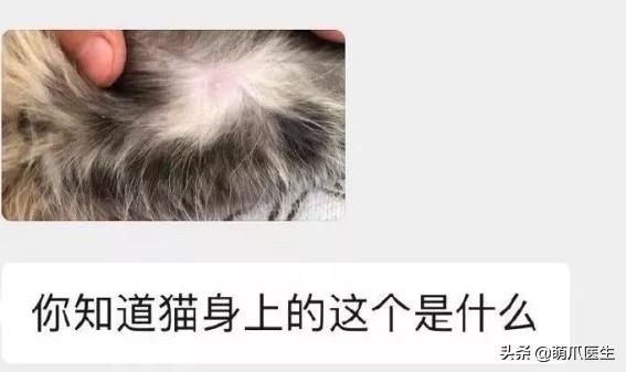 猫身上长了粉色疙瘩,公猫身上长了粉色的疙瘩