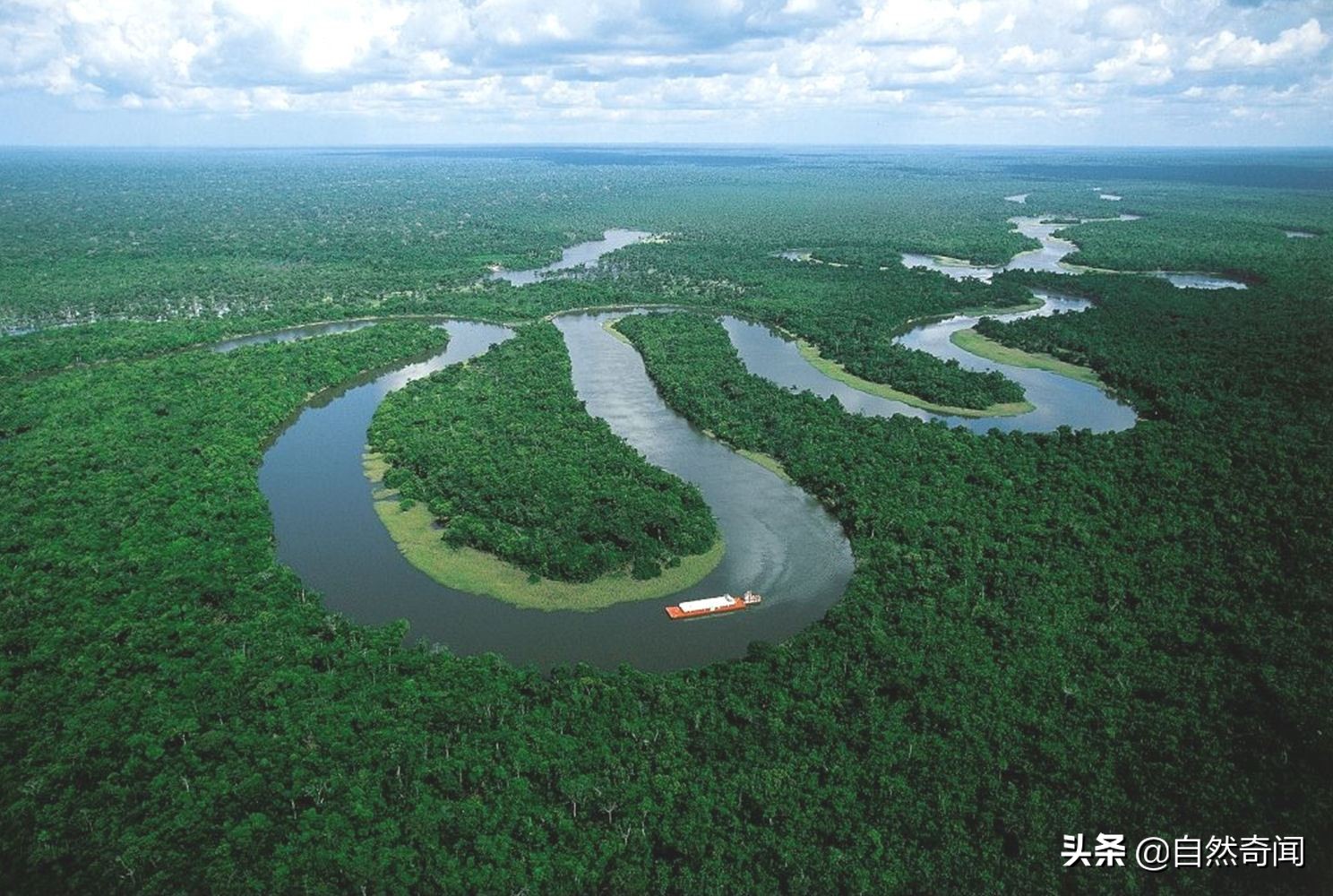 亚马逊十大凶猛植物,巴西亚马逊热带雨林动植物