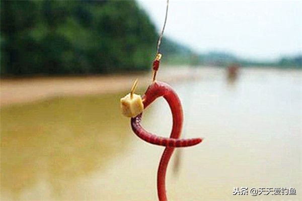 万能钓饵蚯蚓四季通用让你爆护,万能鱼饵蚯蚓的四种有趣用法