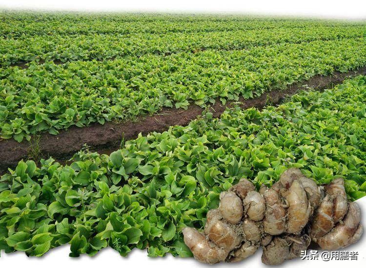 各种趣味无穷的姜，不只是美食的点睛之笔，更是生活里的有功之臣