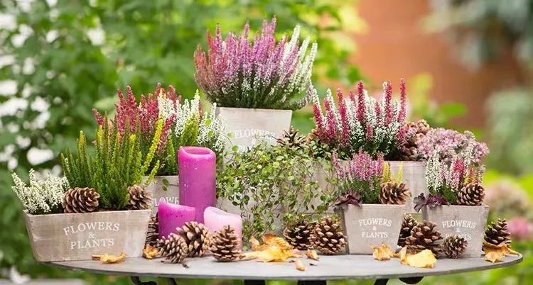 冬天一定要养的十种花,冬天养花养哪些植物好看