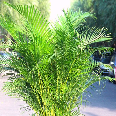 听月光下的凤尾竹你能感受到什么,月光下的凤尾竹律动