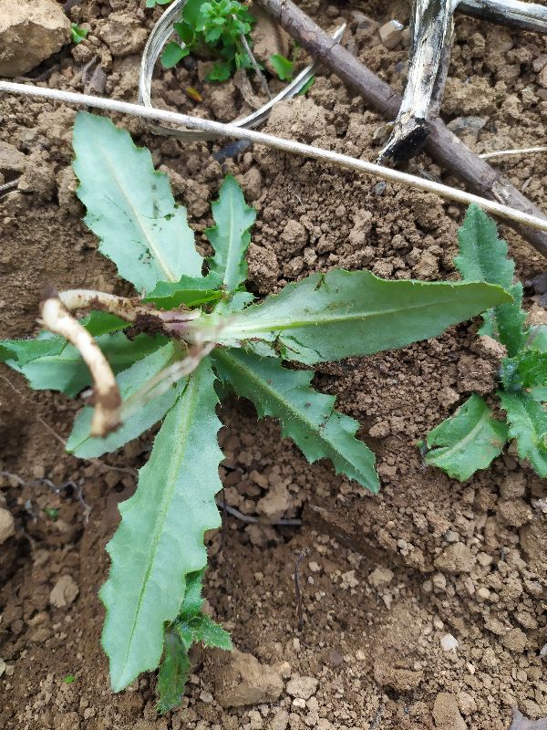 春天的森林气息,春天的馥郁气息