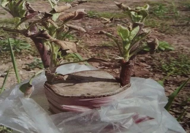 苹果树老园改造方案,老苹果树怎样改造视频