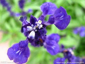 壹壹生态养殖,壹壹生态鱼介绍