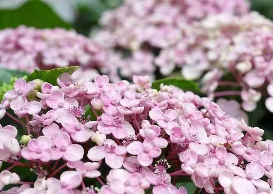 双流空港秘密花园,双流不要门票的公园