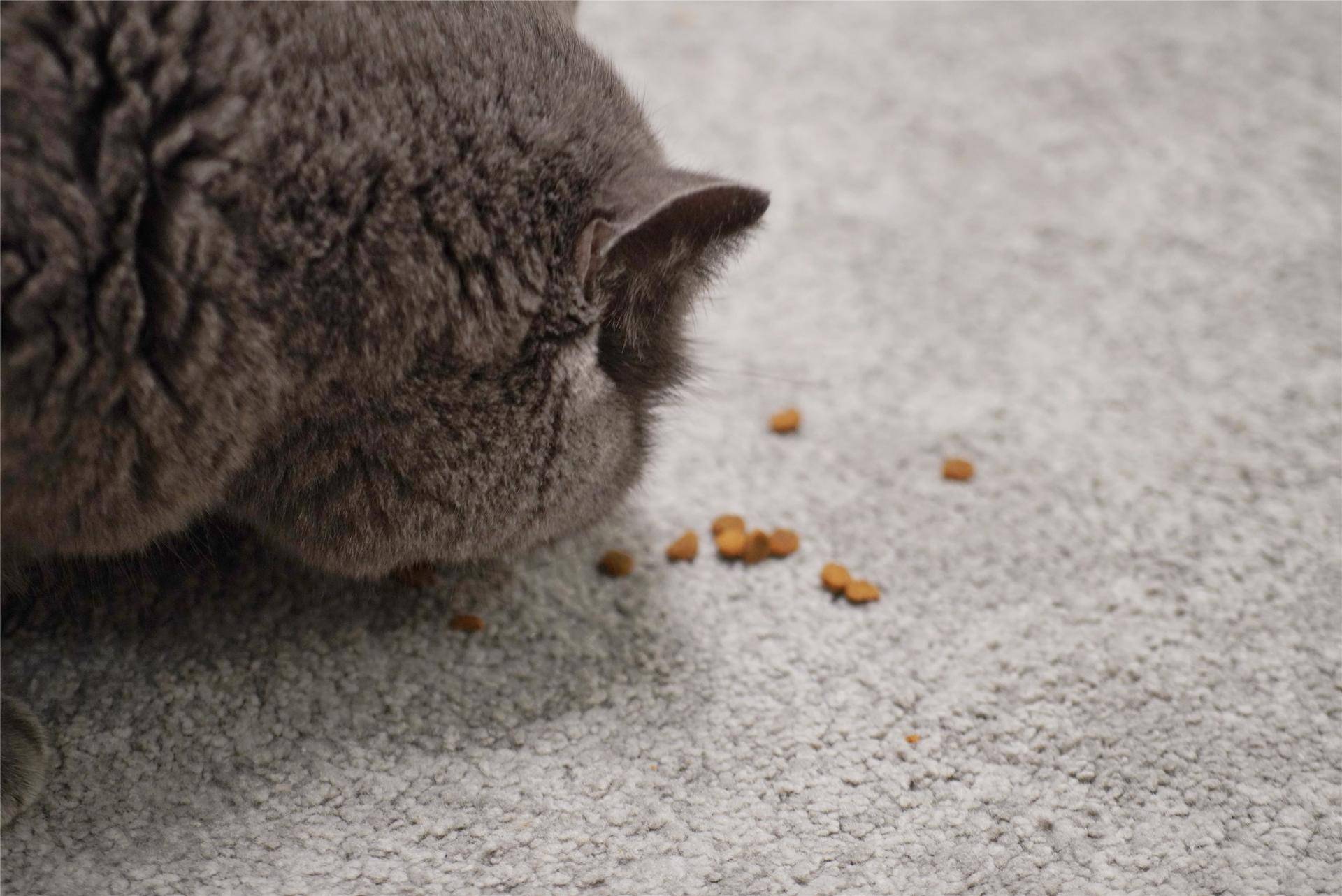 猫主子的猫砂怎么选,喵星人的食物有哪些