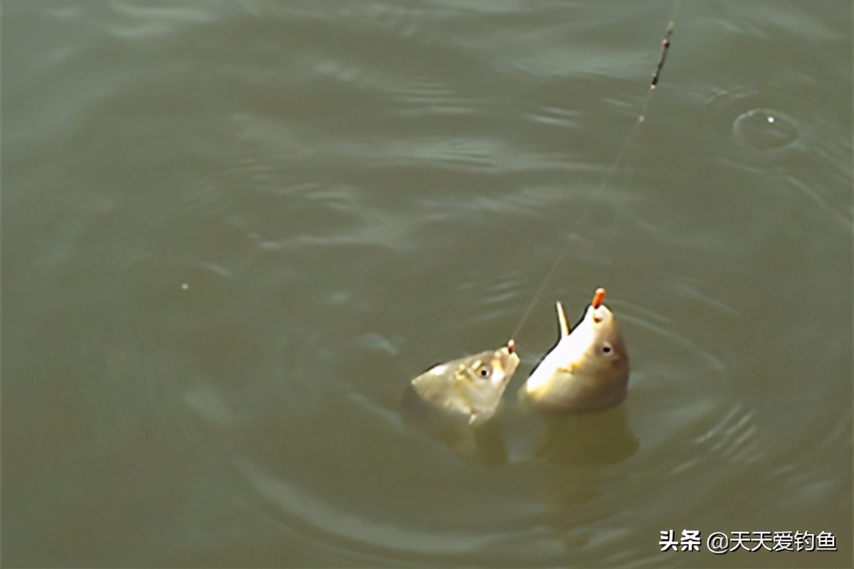 钓鱼最佳天气和时间,冬季阴天钓鱼的最佳时间段