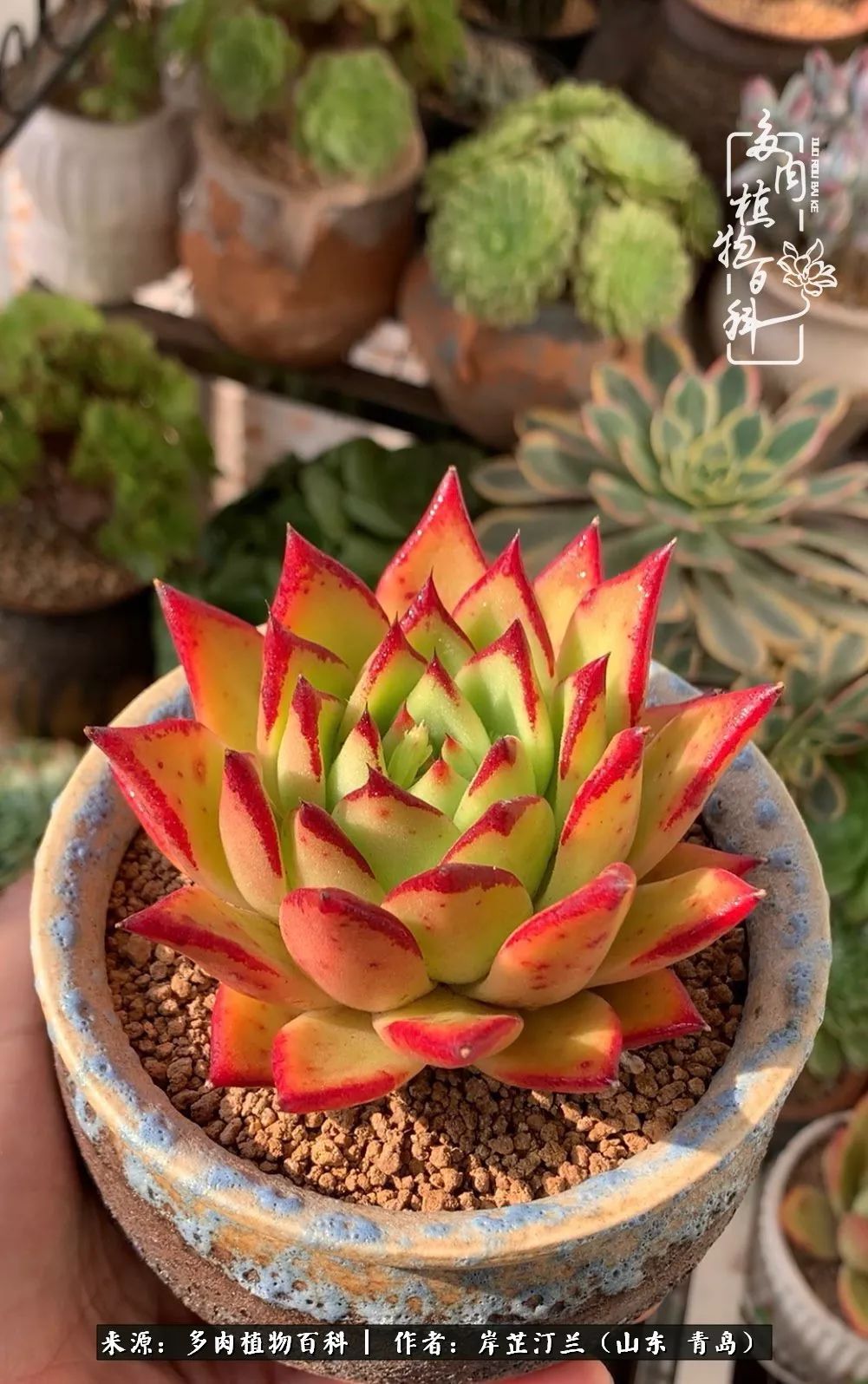 寒冷的冬季唯有多肉,冬日里的多肉宛如雪莲花