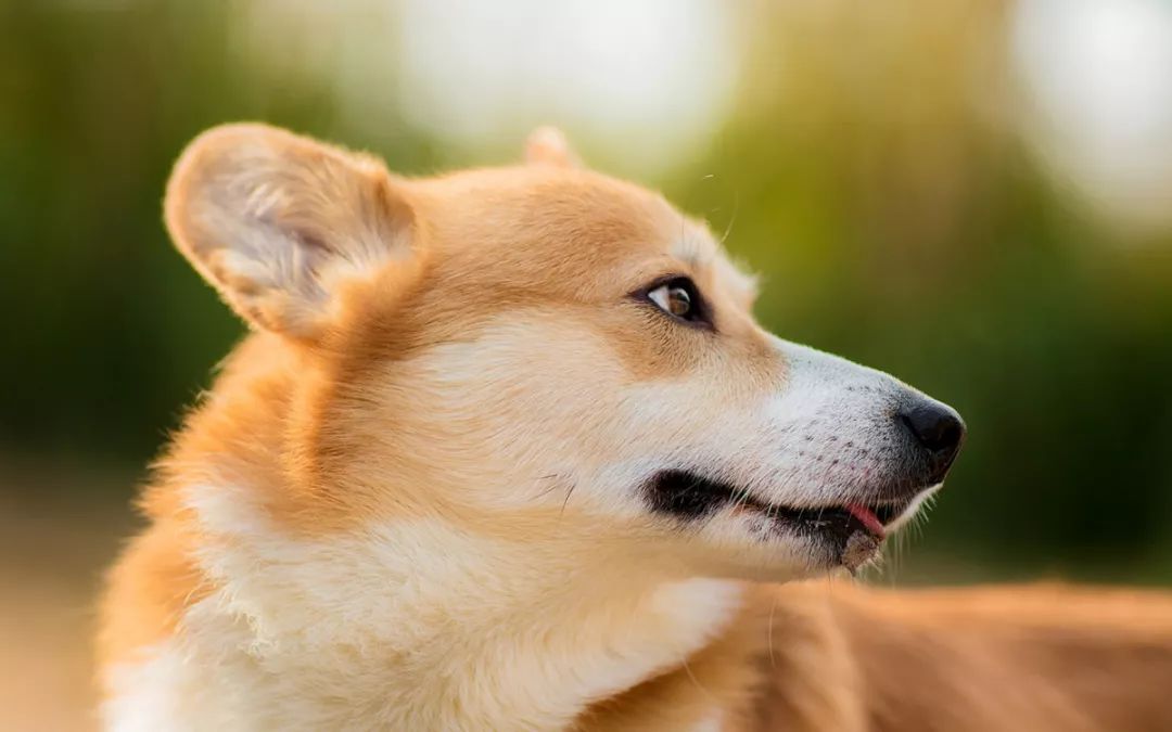 狗狗眼睛受伤了怎么看有没有瞎,狗狗眼睛问题大全