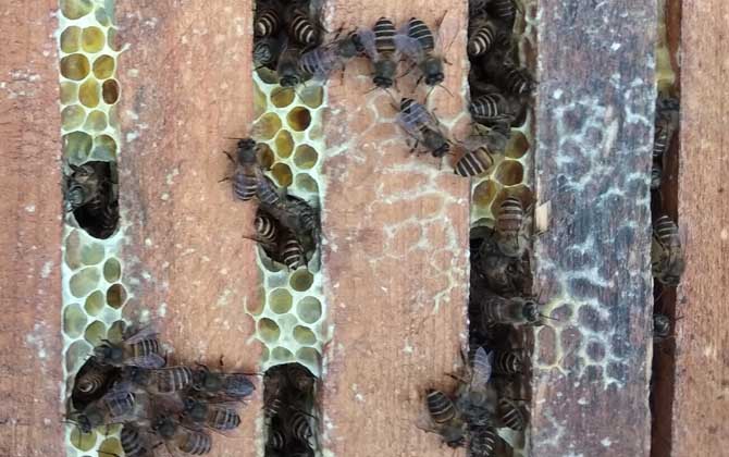 中蜂会盗中蜂么,中蜂盗蜂怎么处理最好