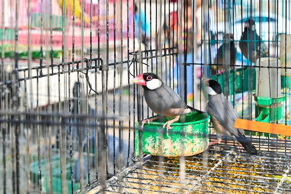 满满的烟火气逛大集真好玩,最值得逛的大集