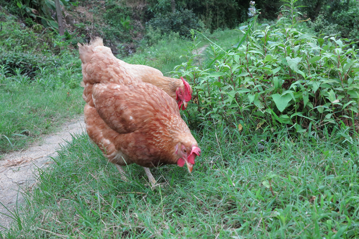 鸡人工配种技术一天配多少只,养鸡技术孵化出小鸡