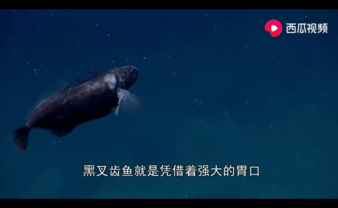 成都出现“鱼吃荷花”奇景?西瓜视频带你看拥有超能力的神奇生物