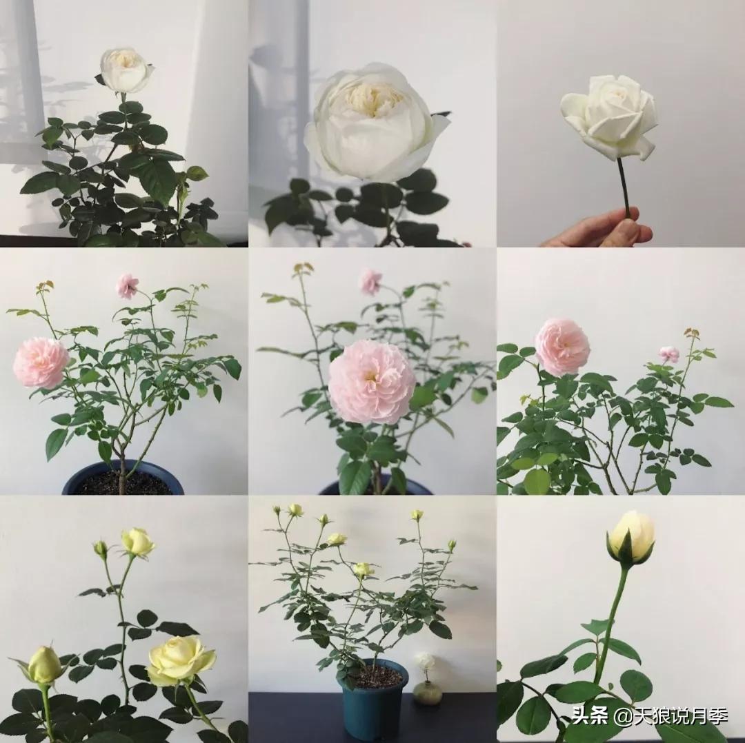 北阳台无直射光,北阳台直射光