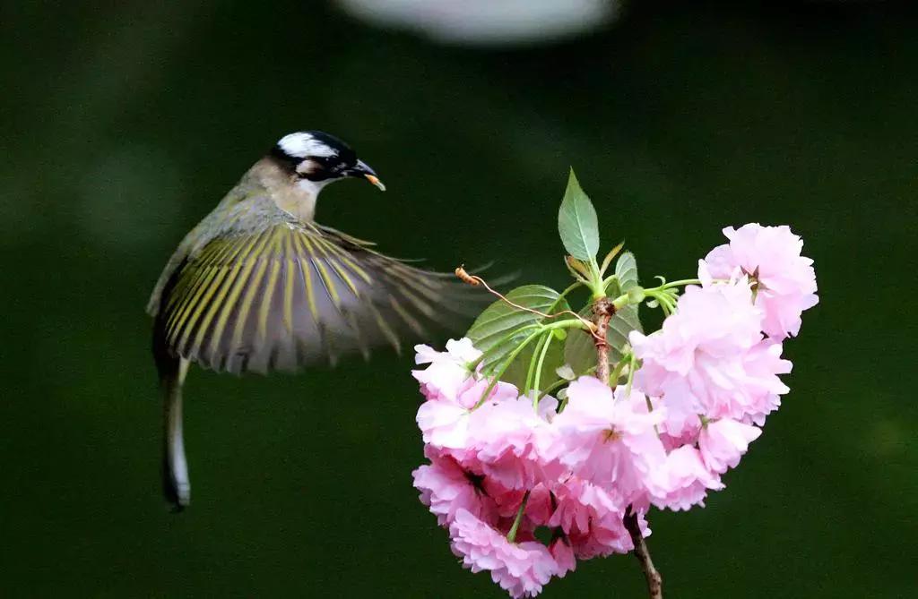 *妻换**︱青眼有加