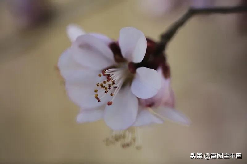 桃花怎么拍才好看,桃花怎么拍摄才能出新意