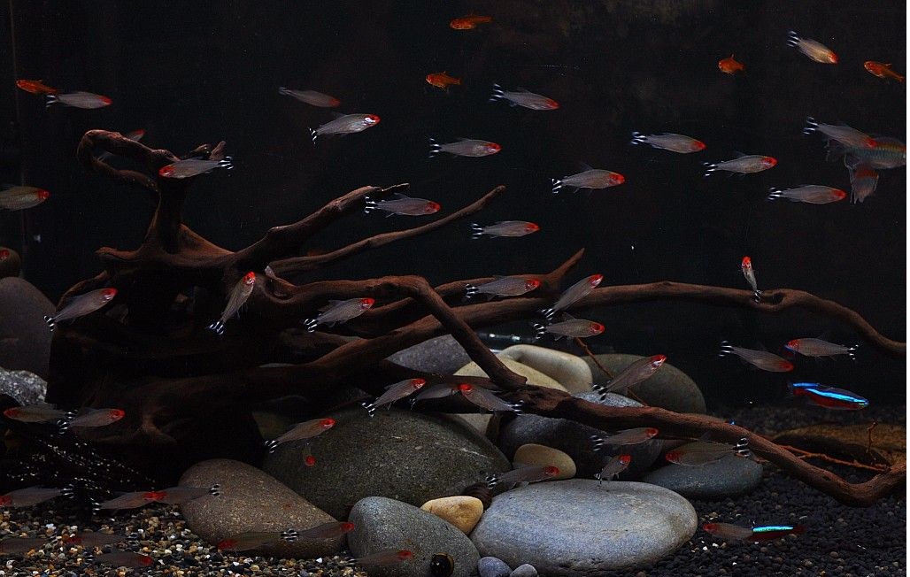 灯科鱼为什么在小缸里养不活,草缸少见的灯科鱼介绍