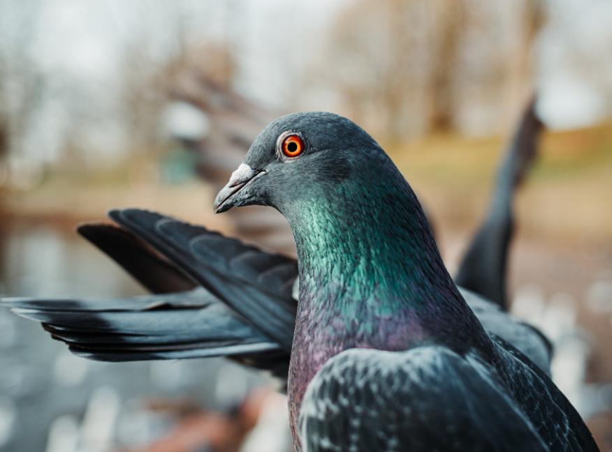一双魔手把握冠军鸽的特质与才华?哈姆.沃迪维德